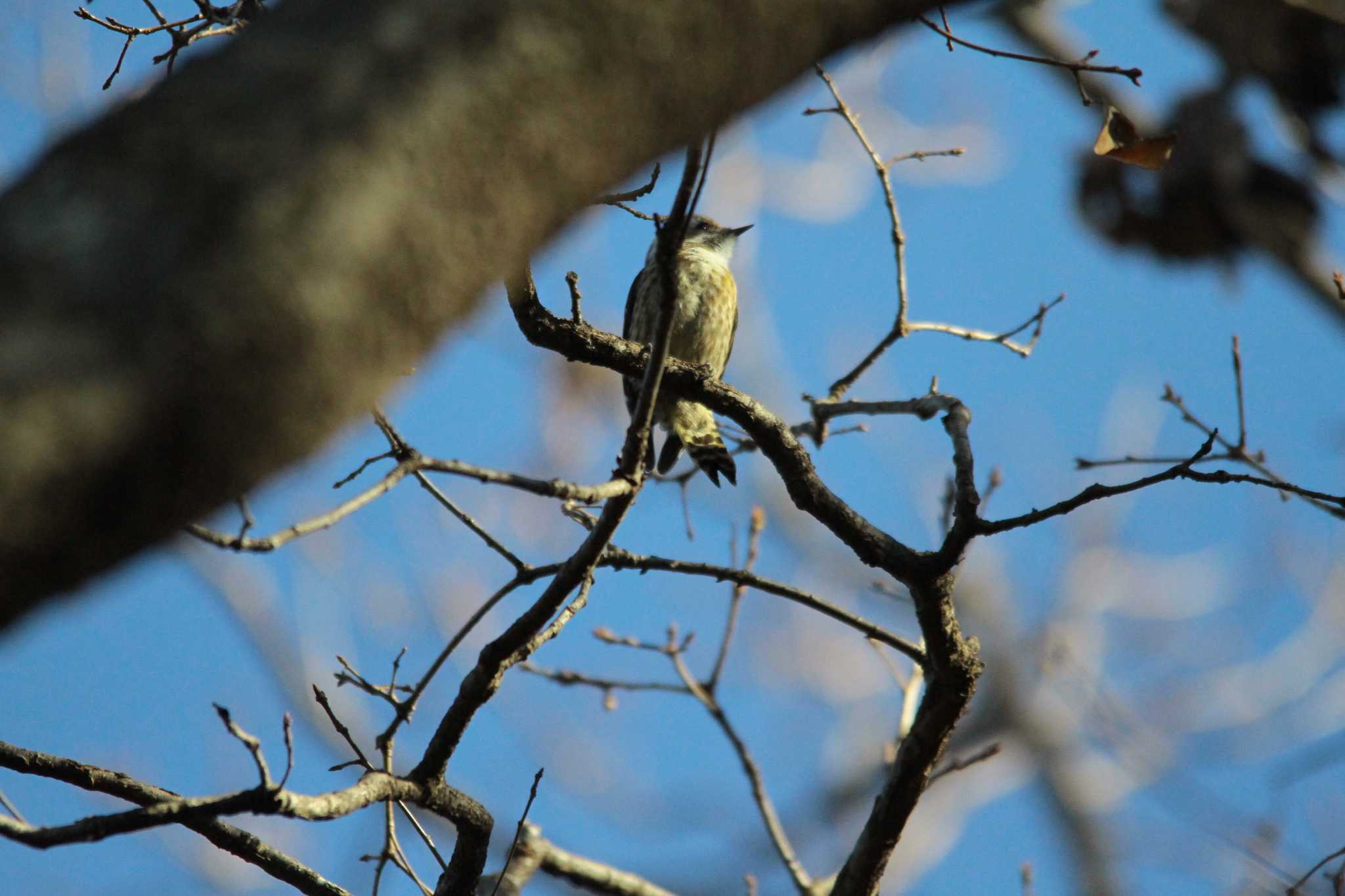 Photo of Japanese Pygmy Woodpecker at 吾妻山公園 by 烏山トリ太郎