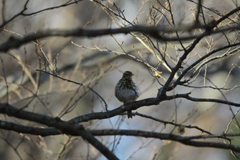 Unknown Species 吾妻山公園 Thu, 1/3/2019