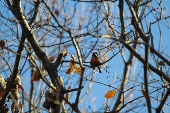 Varied Tit 吾妻山公園 Thu, 1/3/2019