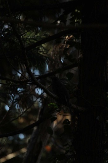 Brown-eared Bulbul 吾妻山公園 Thu, 1/3/2019