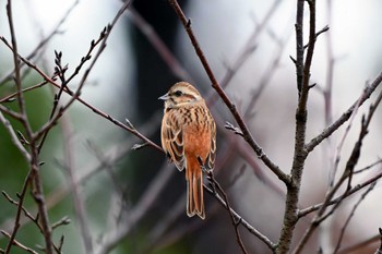 Meadow Bunting 加木屋緑地 Sun, 1/21/2024