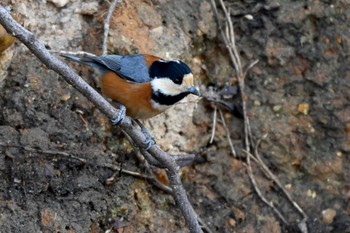 Varied Tit 加木屋緑地 Sun, 1/21/2024