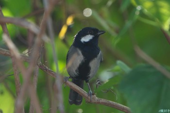 Japanese Tit(nigriloris) Ishigaki Island Sat, 1/6/2024