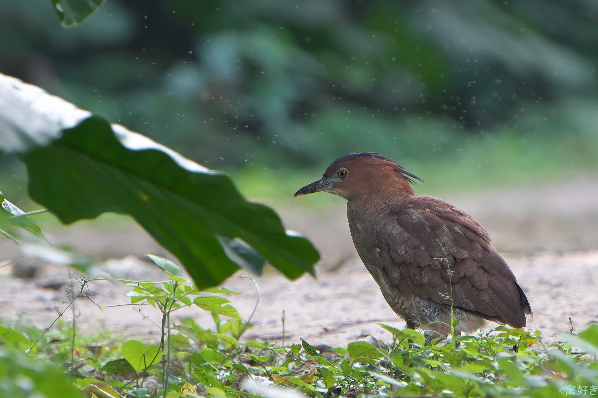 Malayan Night Heron