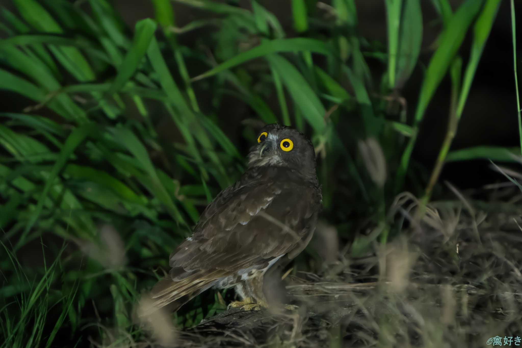 石垣島 リュウキュウアオバズクの写真 by 禽好き