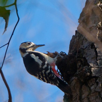 Great Spotted Woodpecker Akigase Park Sat, 1/13/2024