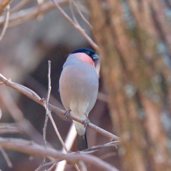 Eurasian Bullfinch Akigase Park Sat, 1/13/2024