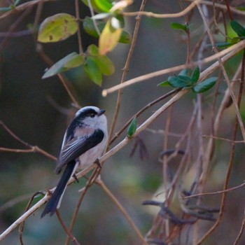 Long-tailed Tit Akigase Park Sat, 1/13/2024