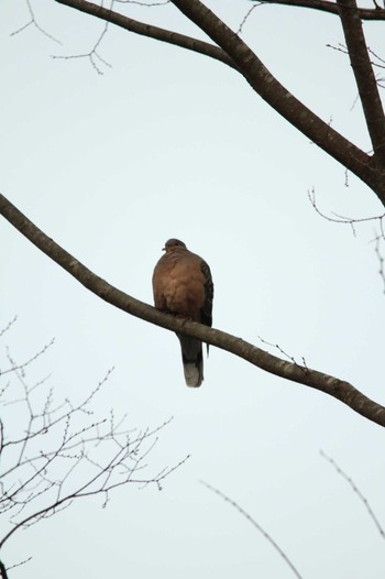 Oriental Turtle Dove 吾妻山公園 Fri, 2/22/2019