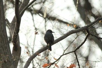 Brown-eared Bulbul 吾妻山公園 Fri, 2/22/2019