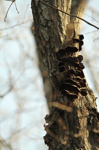 Japanese Pygmy Woodpecker 吾妻山公園 Fri, 2/22/2019