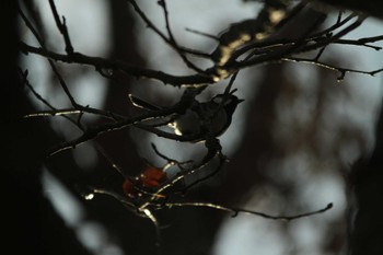 Japanese Tit 吾妻山公園 Fri, 2/22/2019