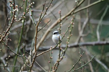 Long-tailed Tit 吾妻山公園 Fri, 2/22/2019