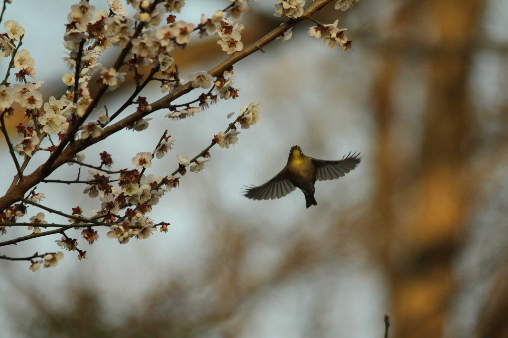 Photo of Warbling White-eye at 吾妻山公園 by 烏山トリ太郎