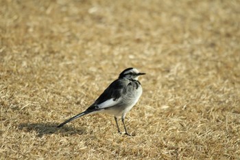 White Wagtail 吾妻山公園 Fri, 2/22/2019