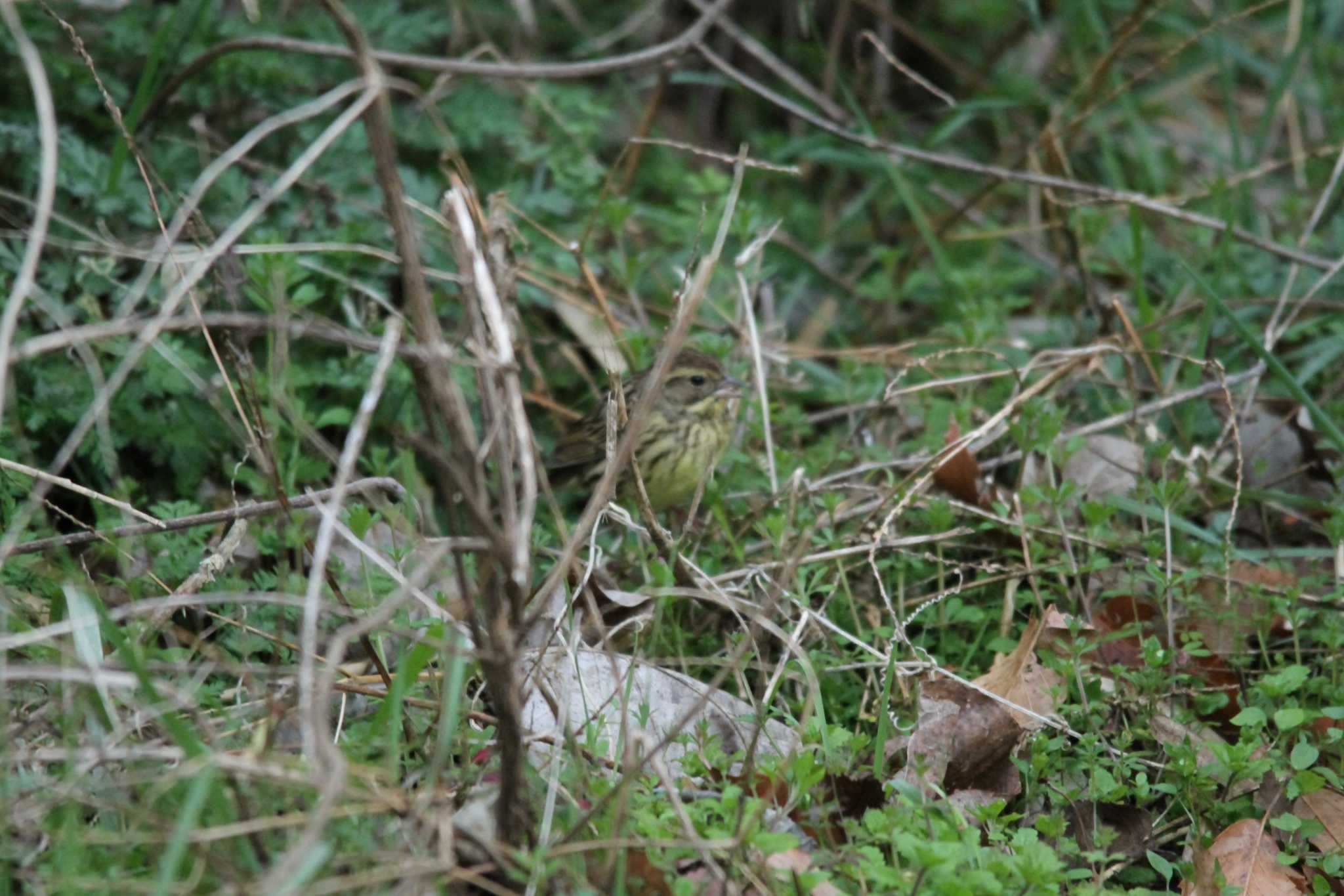 Photo of Masked Bunting at 吾妻山公園 by 烏山トリ太郎