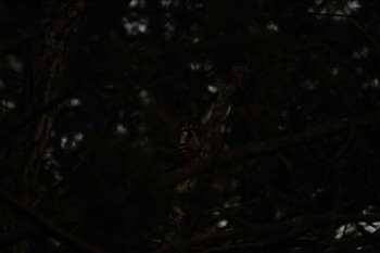 Great Spotted Woodpecker 滋賀県草津 Wed, 2/27/2019