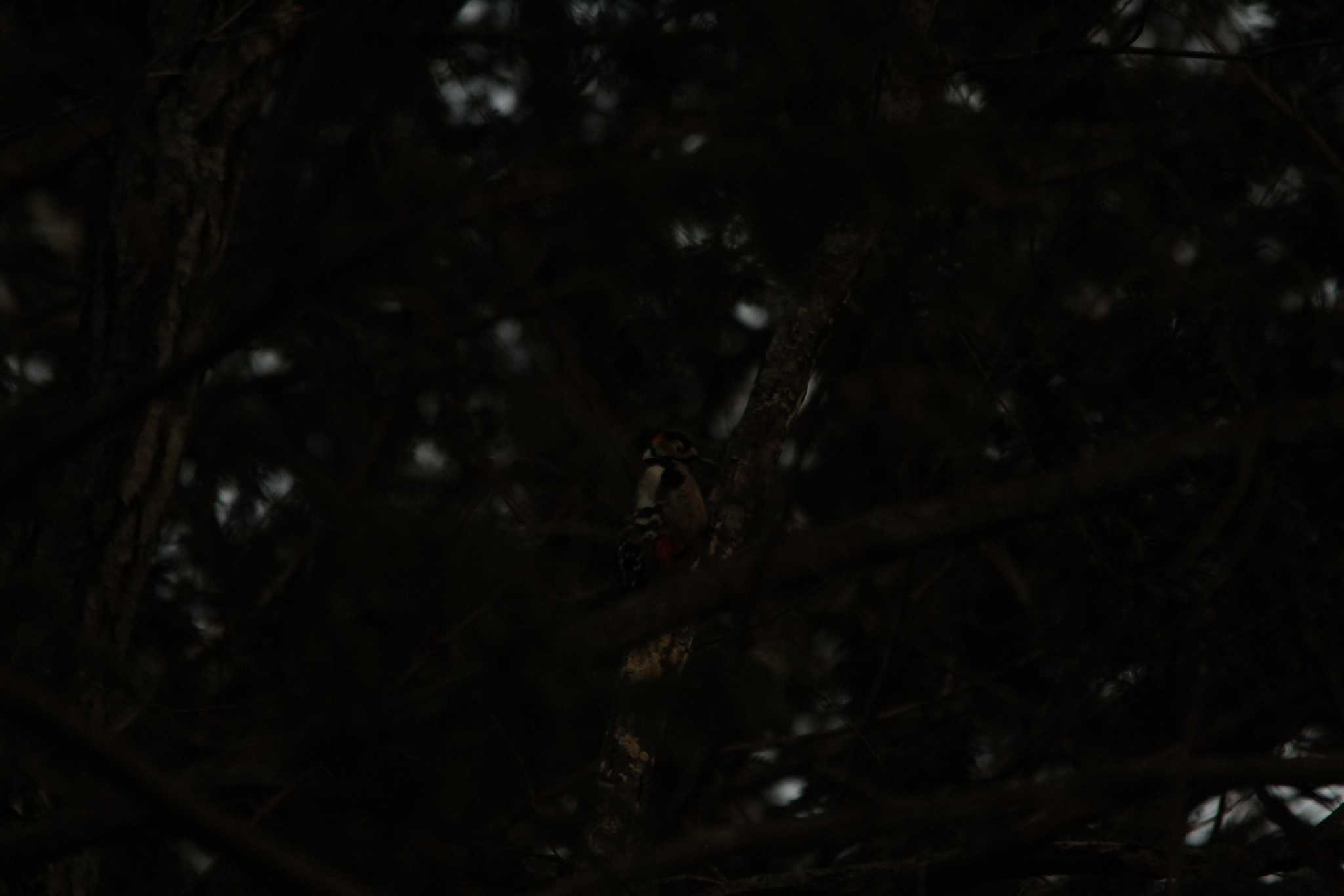 Photo of Great Spotted Woodpecker at 滋賀県草津 by 烏山トリ太郎