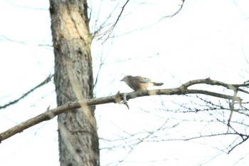 カケス 滋賀県草津 2019年2月27日(水)