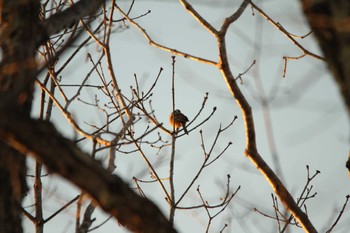 ホオジロ 滋賀県草津 2019年2月27日(水)