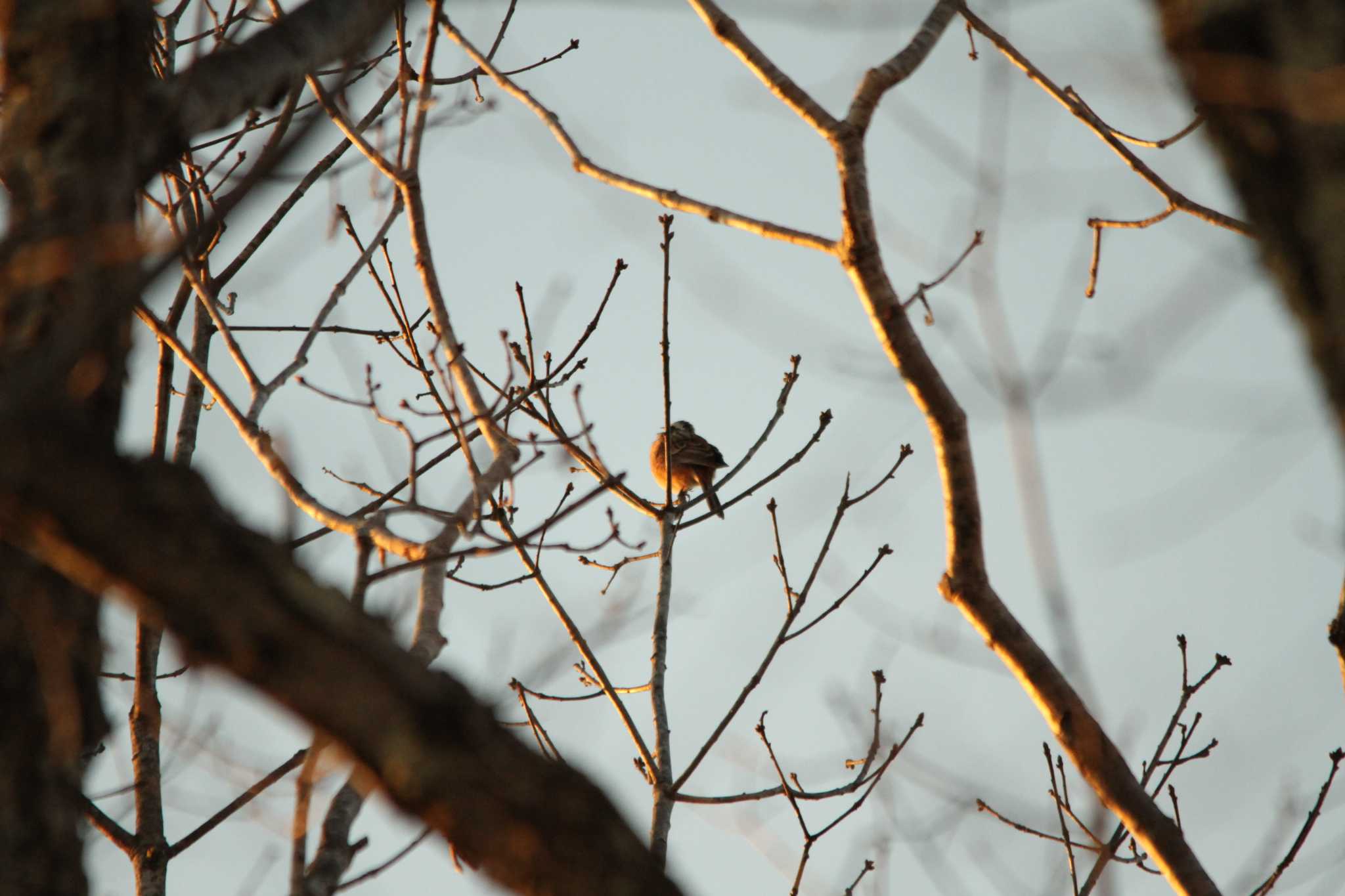 Meadow Bunting