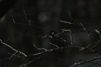 Japanese Tit 滋賀県草津 Wed, 2/27/2019