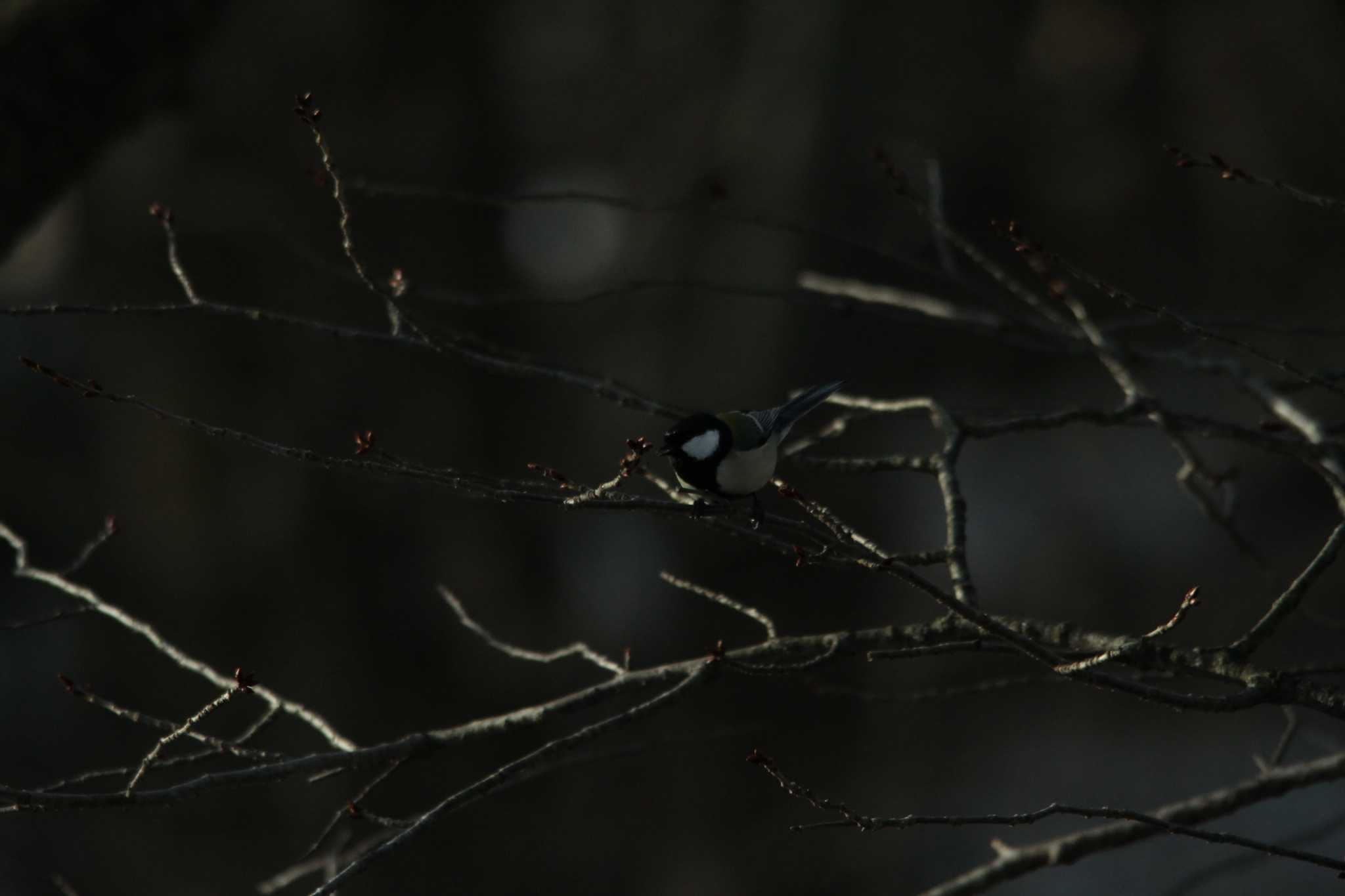 Japanese Tit