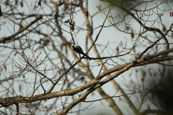 エナガ 滋賀県草津 2019年2月27日(水)