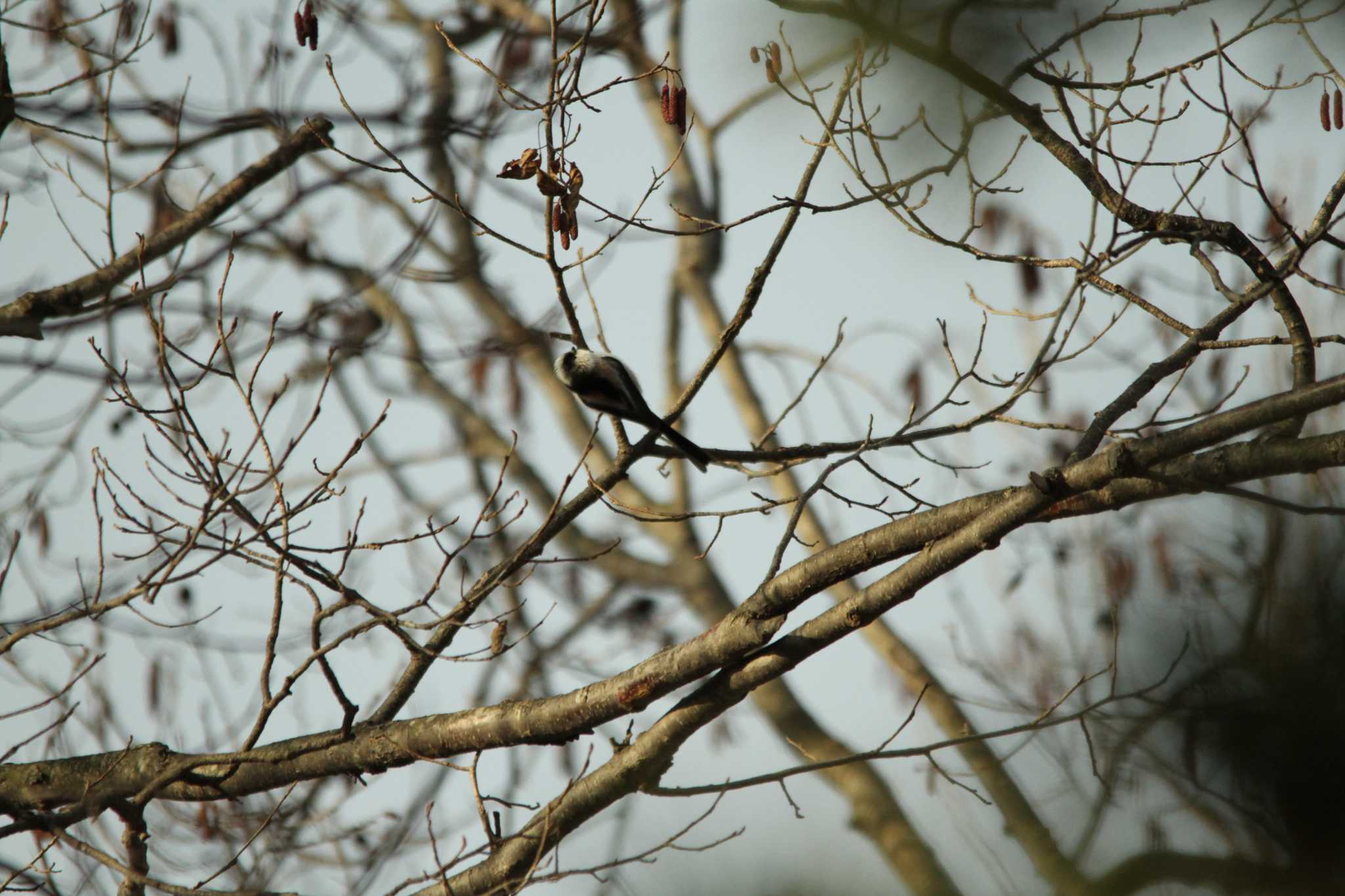 Photo of Long-tailed Tit at 滋賀県草津 by 烏山トリ太郎