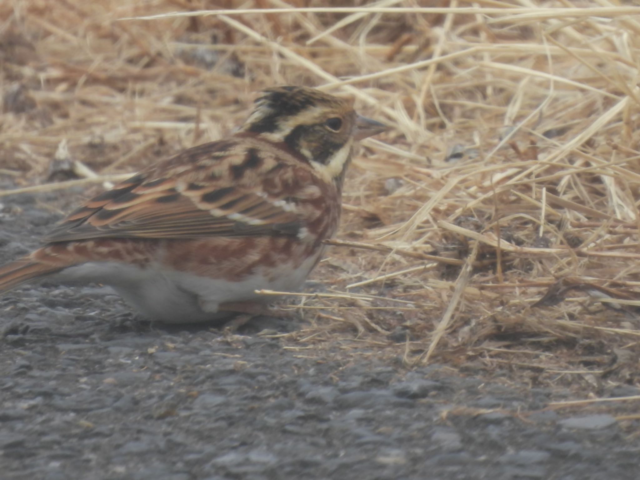 Rustic Bunting