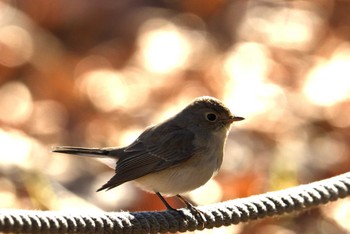 2024年1月24日(水) まつぶし緑の丘公園の野鳥観察記録