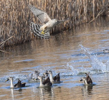 オオタカ 葛西臨海公園 2024年1月23日(火)