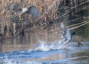 オオタカ 葛西臨海公園 2024年1月23日(火)