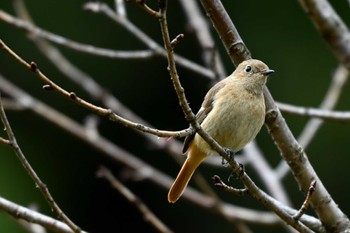 Daurian Redstart 加木屋緑地 Sun, 1/21/2024