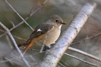 Daurian Redstart 加木屋緑地 Sun, 1/21/2024