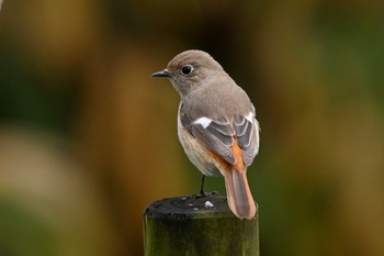 Daurian Redstart 加木屋緑地 Sun, 1/21/2024