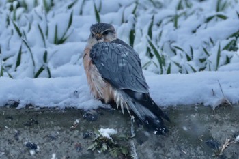 Merlin Nabeta Reclaimed land Wed, 1/24/2024