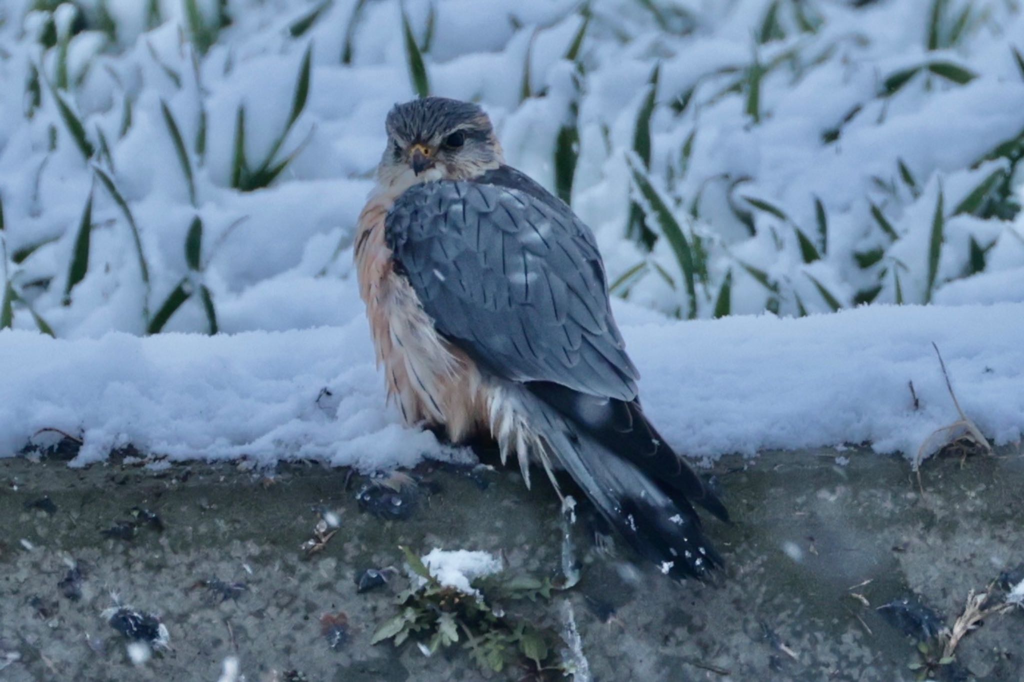 Photo of Merlin at Nabeta Reclaimed land by すもも