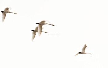 Tundra Swan 安曇野市 Wed, 1/24/2024