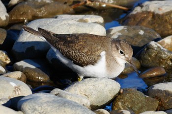 2024年1月24日(水) 多摩川の野鳥観察記録