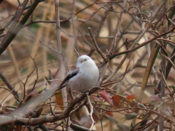 2024年1月22日(月) 伊豆沼の野鳥観察記録