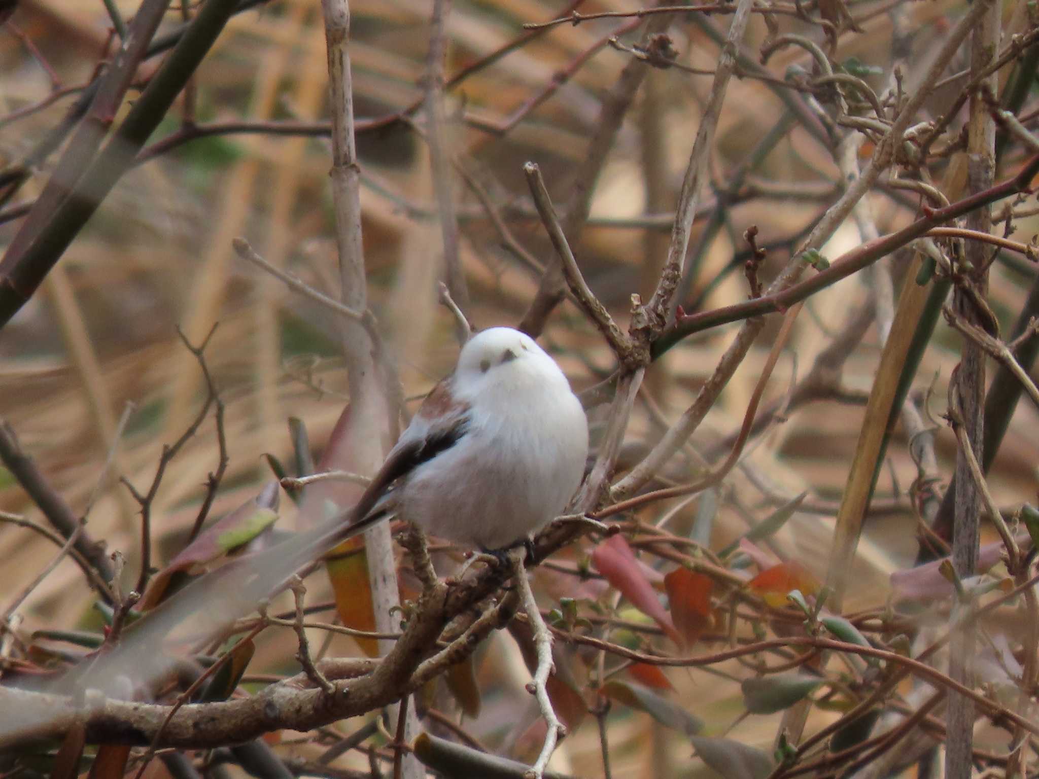 Long-tailed tit(japonicus)