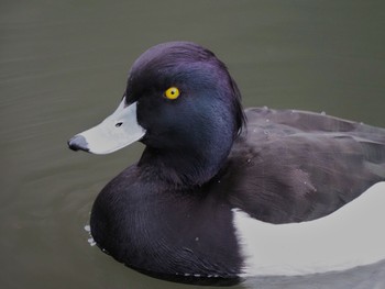 キンクロハジロ 泉の森公園 2024年1月21日(日)