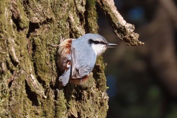 Eurasian Nuthatch 都内 Wed, 1/24/2024