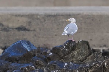 Glaucous-winged Gull 銚子 Sat, 1/13/2024