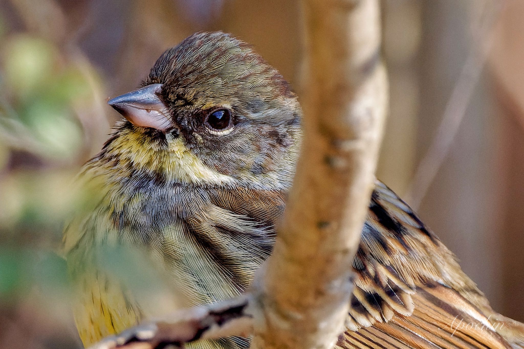 Photo of Masked Bunting at 大町自然観察園 by アポちん