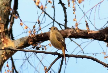 ジョウビタキ 武蔵野の森公園 2024年1月18日(木)