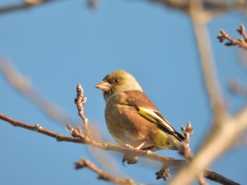 カワラヒワ 波志江沼環境ふれあい公園 2024年1月2日(火)