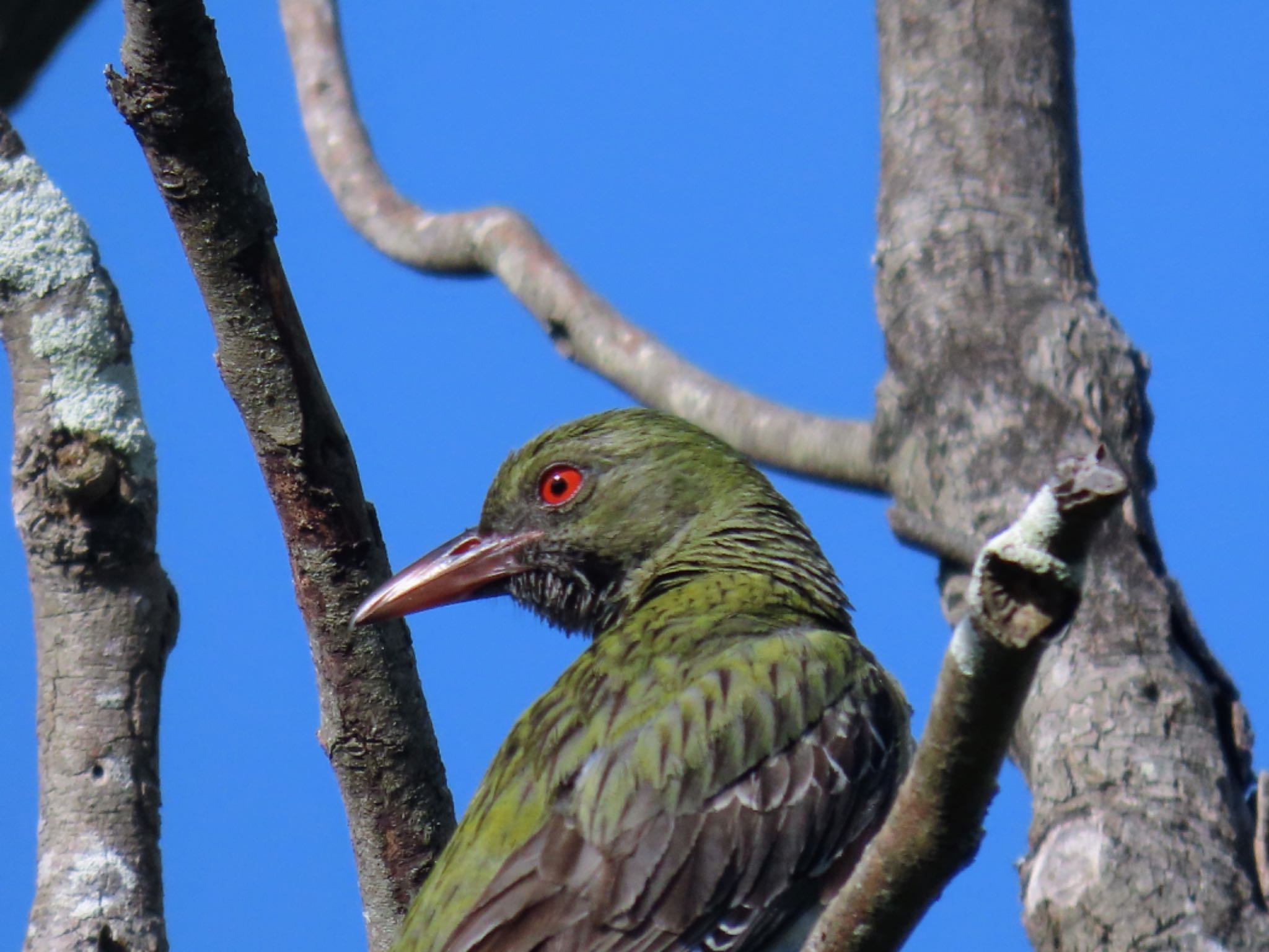 Central Coast Wetlands Pioneer Dairy(NSW) シロハラコウライウグイスの写真 by Maki