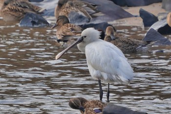 Eurasian Spoonbill 福岡県 Sat, 1/13/2024